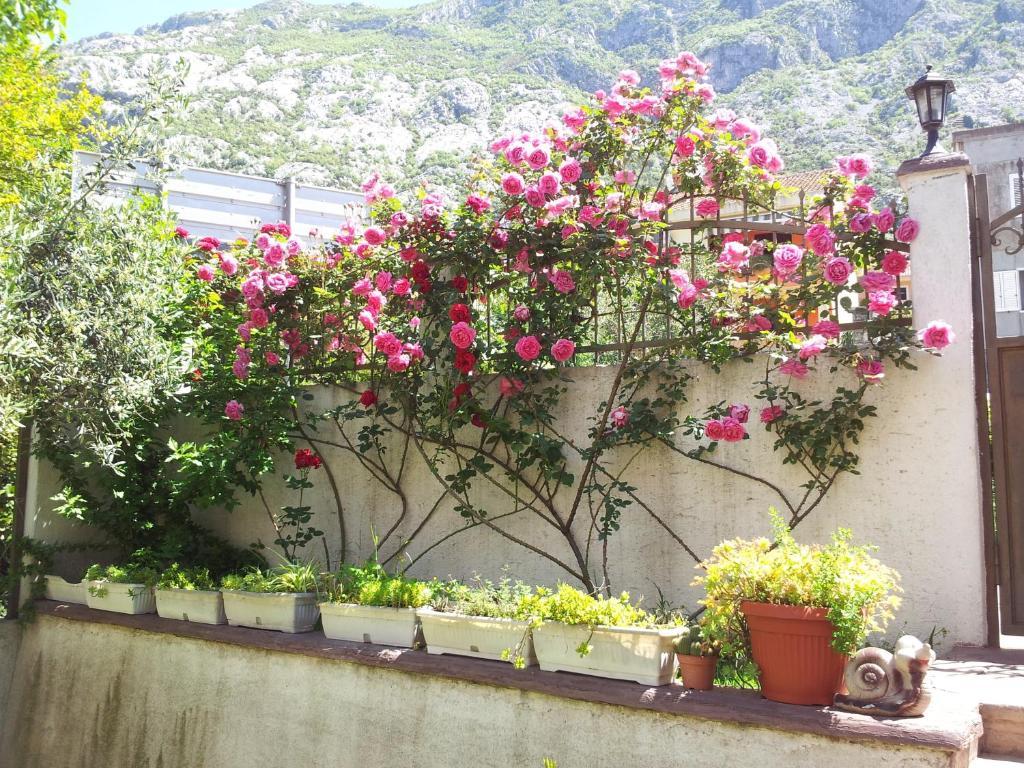 Apartments Popovic 2 Kotor Bagian luar foto